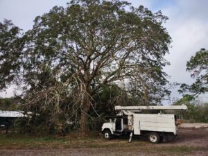 Large tree safely taken down by Veteran Tree Service in New Port Richey, FL