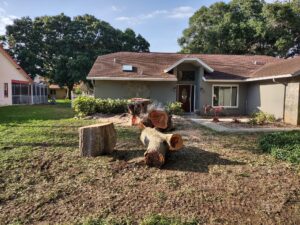 Finished tree work by Veteran Tree Service, veteran-owned and ISA Certified