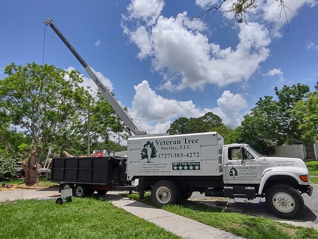 Veteran Tree Service crew trimming a large oak in New Port Richey, FL