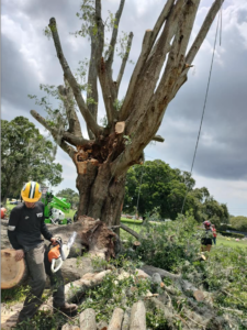 Veteran Tree Service completed tree work in New Port Richey, FL