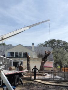 Veteran Tree Service crew trimming a large oak in New Port Richey, FL