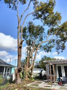 Large tree safely taken down by Veteran Tree Service in New Port Richey, FL
