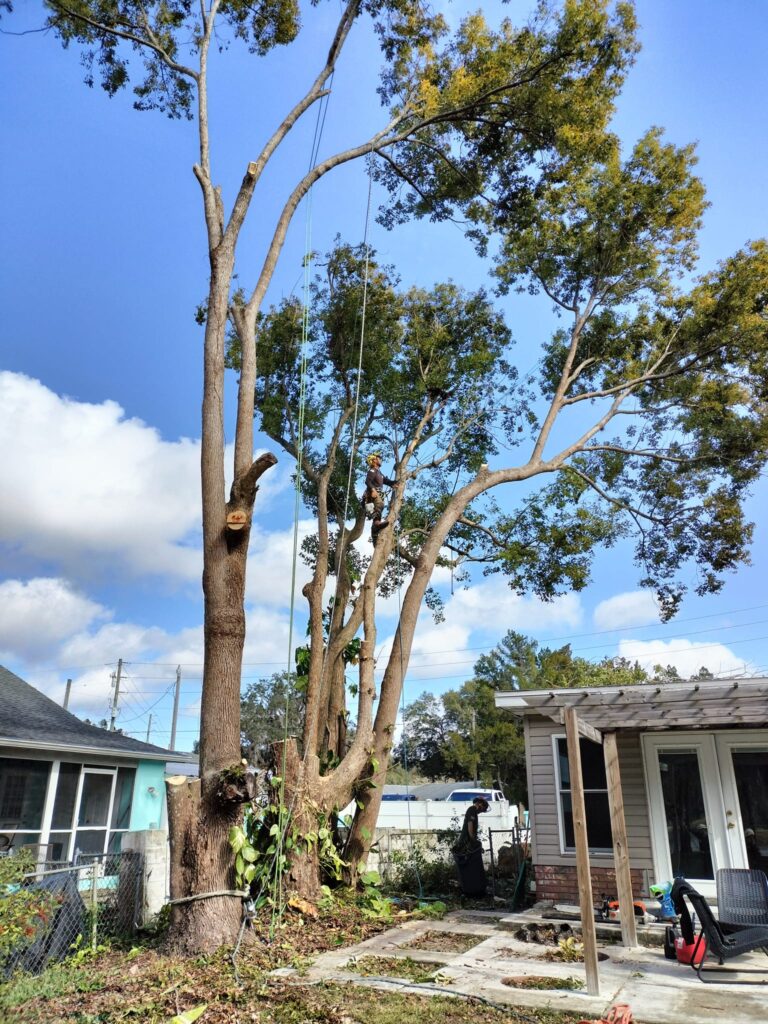 Large tree safely taken down by Veteran Tree Service in New Port Richey, FL