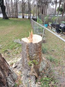 Storm damage tree cleanup by Veteran Tree Service in West Pasco County