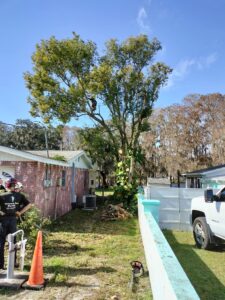 Professional tree trimming by the Veteran Tree Service crew in Pasco County, FL