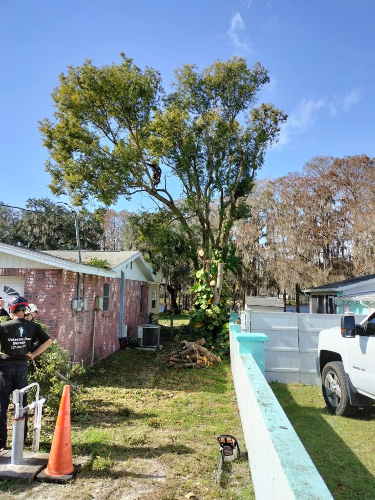 Professional tree trimming by the Veteran Tree Service crew in Pasco County, FL