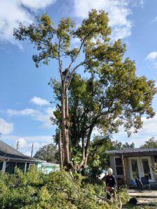 Tree removal project completed by Veteran Tree Service in the Tampa Bay area
