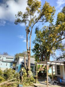 Finished tree work by Veteran Tree Service, veteran-owned and ISA Certified