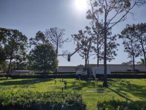 Professional tree trimming by the Veteran Tree Service crew in Pasco County, FL