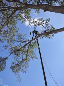 Veteran Tree Service crew trimming a large oak in New Port Richey, FL