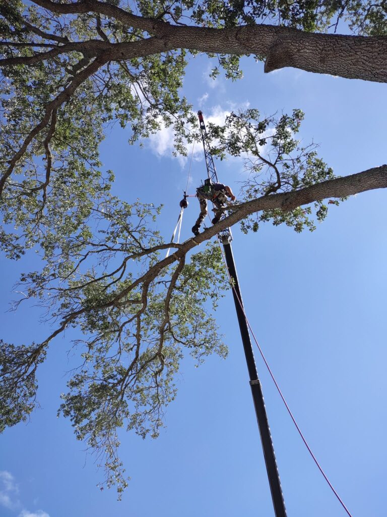 Veteran Tree Service crew trimming a large oak in New Port Richey, FL