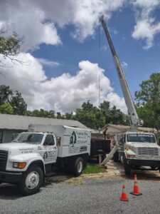 Healthy trees maintained by Veteran Tree Service in the greater Tampa Bay area