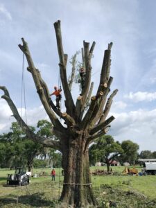 Tree removal project completed by Veteran Tree Service in the Tampa Bay area