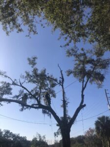 Storm damage tree cleanup by Veteran Tree Service in West Pasco County