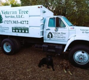 ISA Certified arborist consultation with Veteran Tree Service
