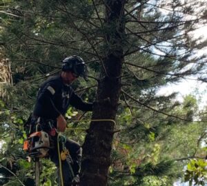 Tree trimming and pruning by Veteran Tree Service in New Port Richey, FL