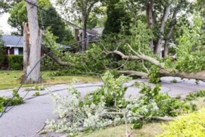 Tree removal by Veteran Tree Service in New Port Richey, FL