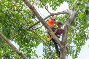 Veteran Tree Service crew clearing branches after a storm in New Port Richey, FL