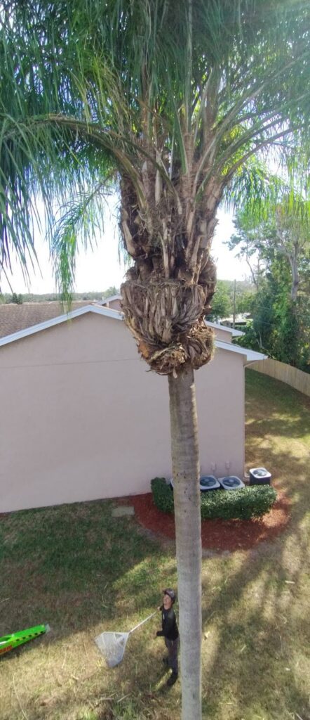 Freshly trimmed palm tree in New Port Richey, FL