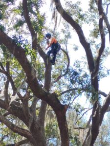 Veteran Tree Service climber working at height