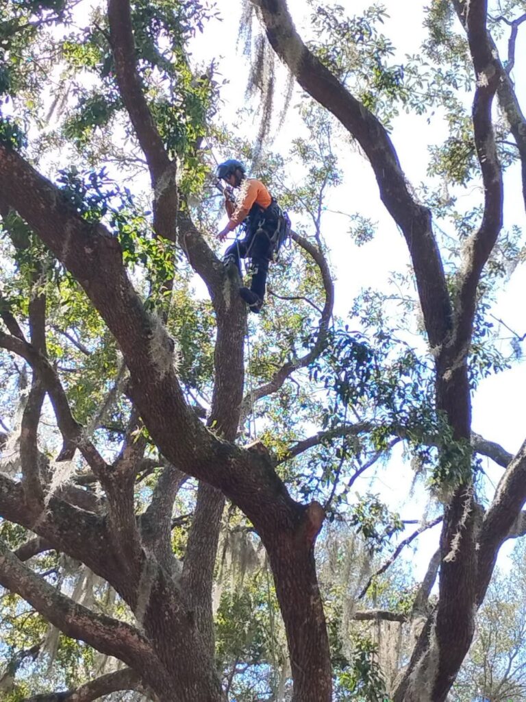 Veteran Tree Service climber working at height