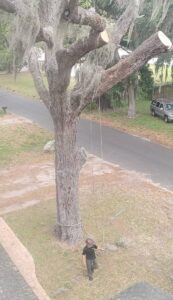 Large, dangerous tree removal in Pasco County, FL