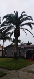 Palm tree after professional trimming in New Port Richey, FL