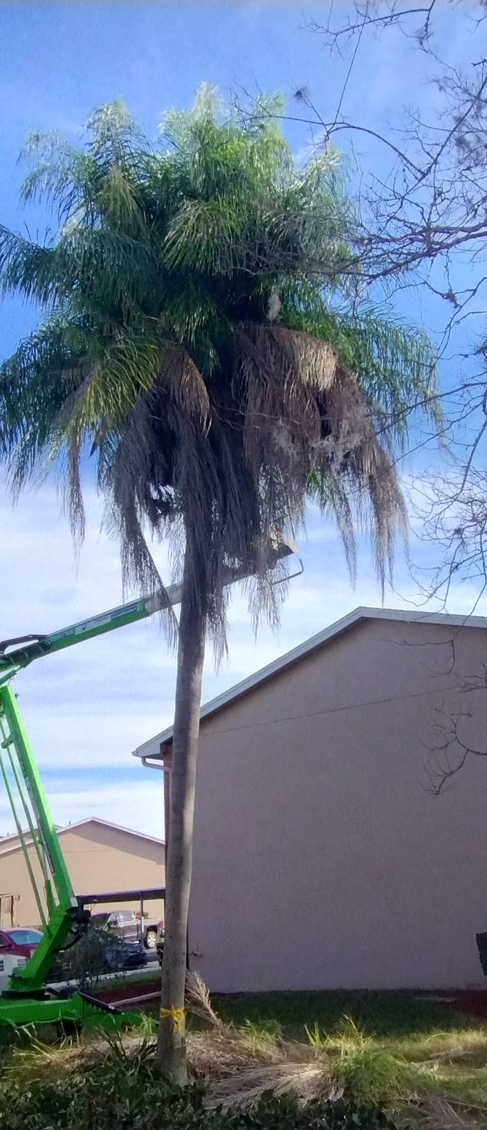 Before palm trimming — property in New Port Richey, FL