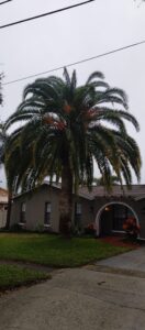 Overgrown palm tree before trimming, New Port Richey FL