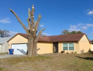 Large tree before removal in Pasco County, FL