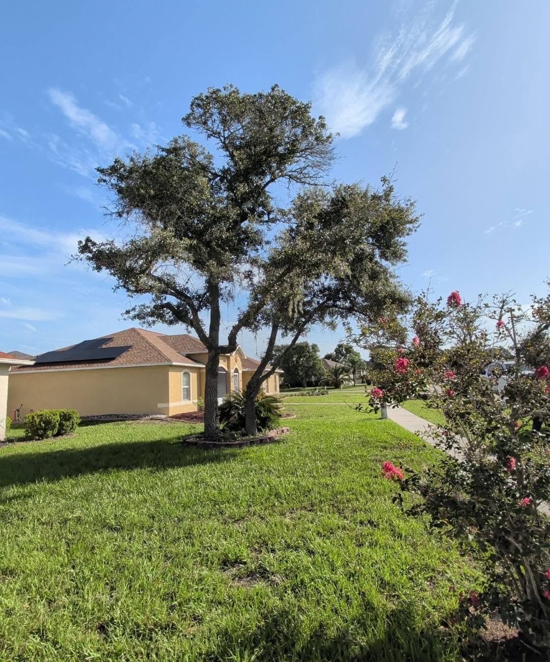 After professional tree trimming by Veteran Tree Service in New Port Richey, FL