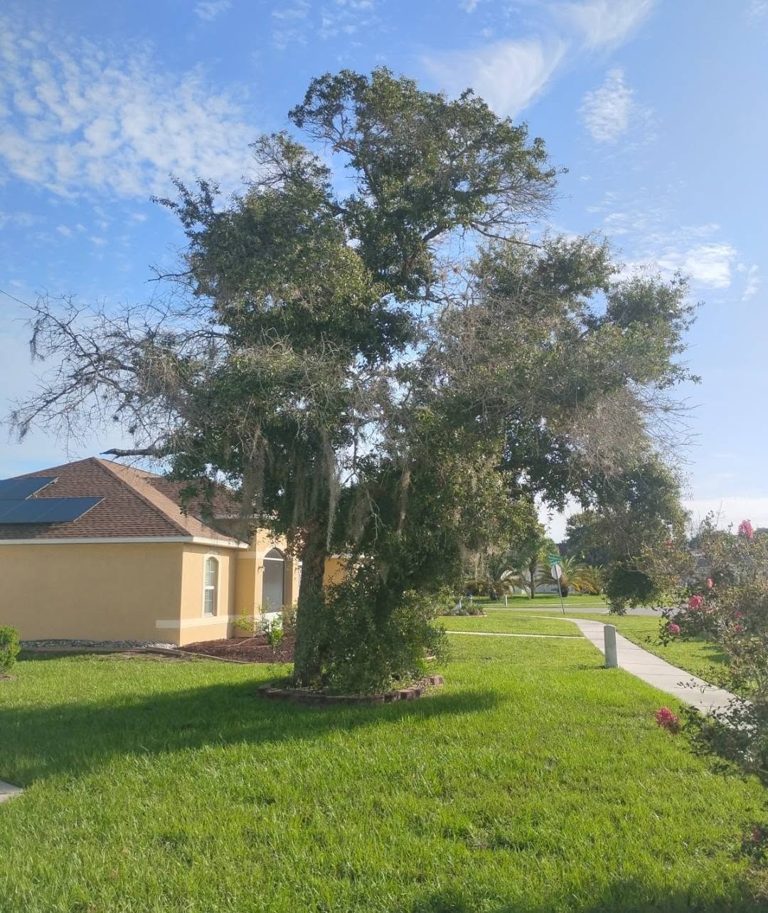 Before tree trimming — property in New Port Richey, FL