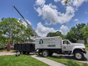 Branded Veteran Tree Service truck in New Port Richey, FL
