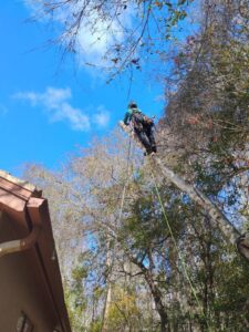 Climber high in a tree removing large limbs safely