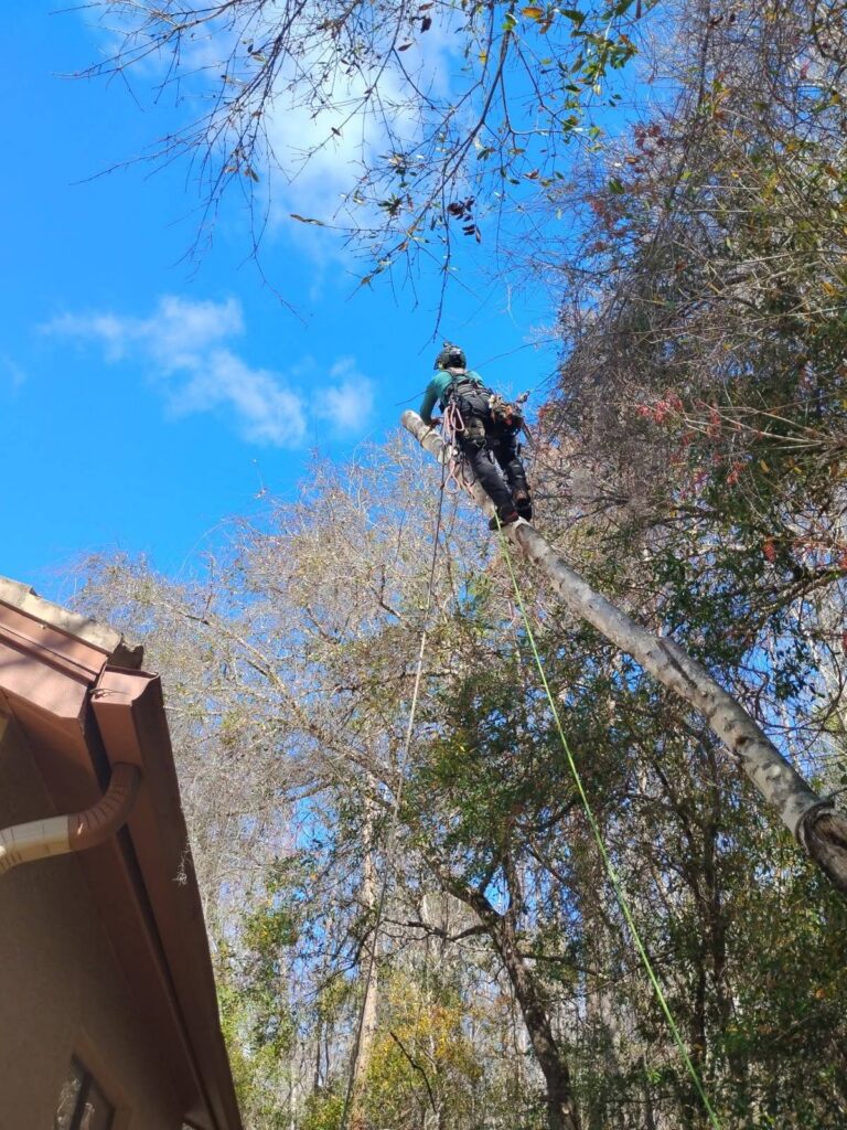 Climber high in a tree removing large limbs safely