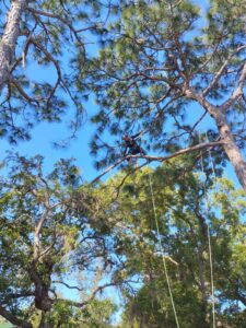 Technical tree work at dangerous heights near a home