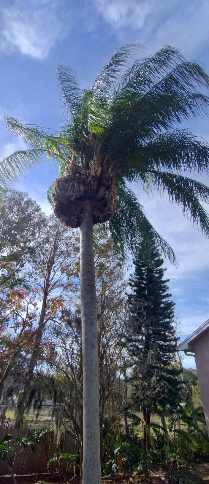 After professional palm trimming by Veteran Tree Service in New Port Richey, FL