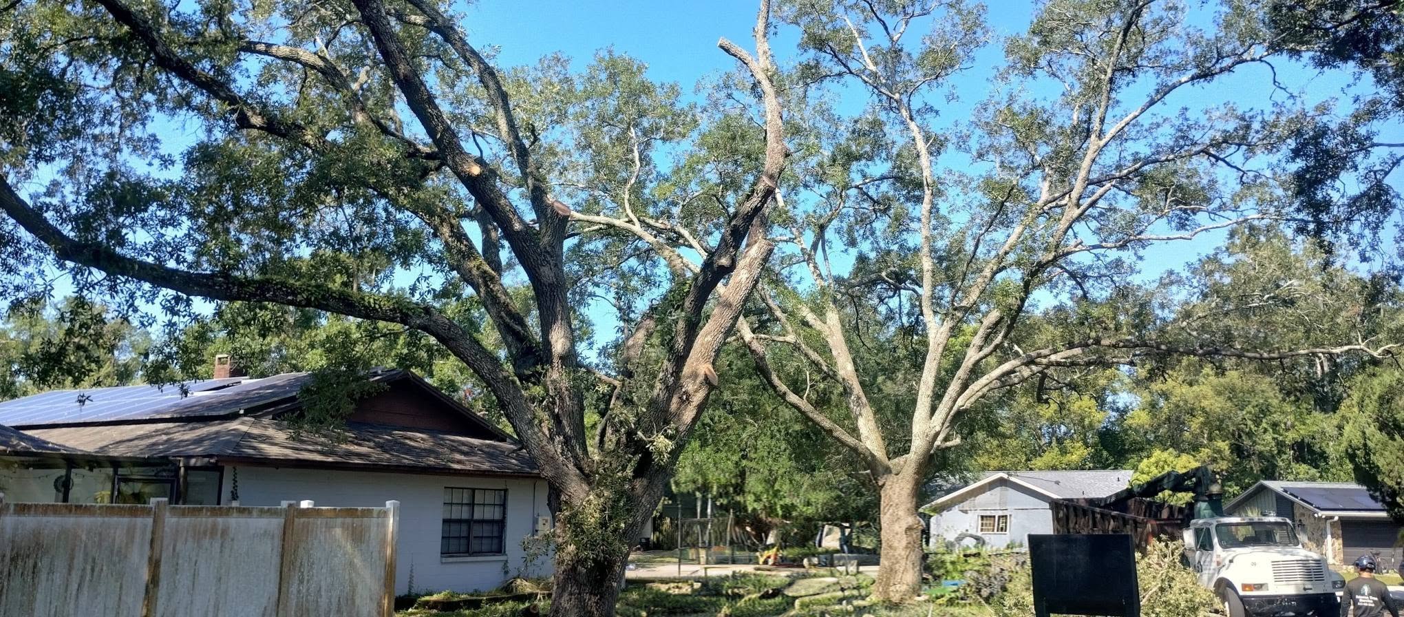 Before tree removal — property in New Port Richey, FL