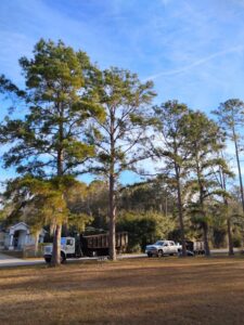 Veteran Tree Service crew trimming tall trees in New Port Richey, FL