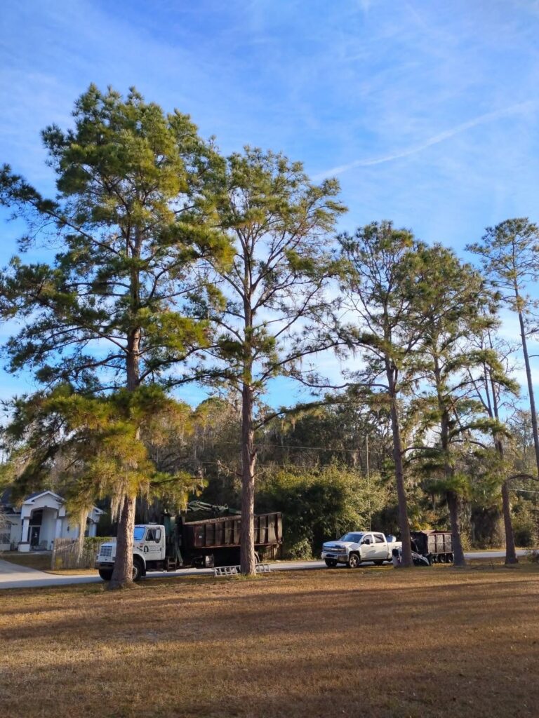 Veteran Tree Service crew trimming tall trees in New Port Richey, FL